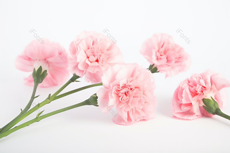 母亲节节日妈妈粉色康乃馨鲜花在桌面摄影背景,高清,摄影图,摄影图片,图片大全,摄影图免费下载